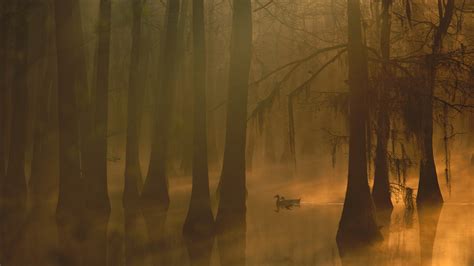 Fog Autumn Tree Forest Nature Beauty Mist Landscape Duck Lake
