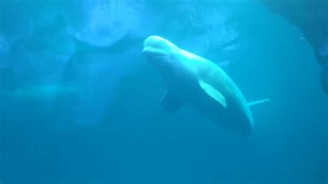 Beluga Whale Shedd Aquarium Chicago Youtube