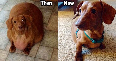 Dennis The Dachshund Goes On A Diet Wow Gallery Ebaums World