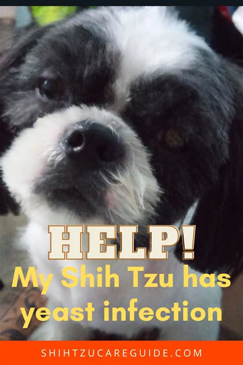 Help My Shih Tzu Has A Yeast Infection Shih Tzu Care Guide