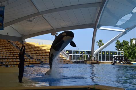 Traveling The World As An Animal Trainer Marine Mammal