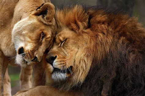Lions In Love By Emmanuel Panagiotakis Lion Love Lions Photos Lion