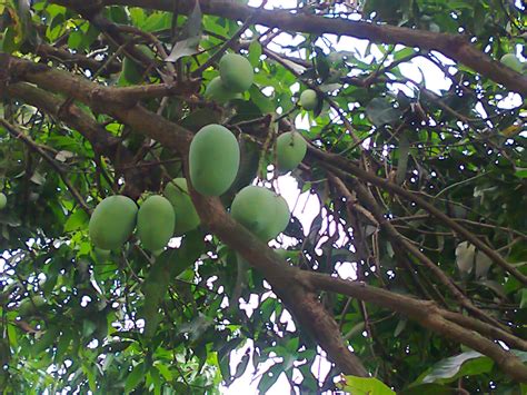 Mango The King And Most Popular Palatable Fruit In Bangladesh Mango