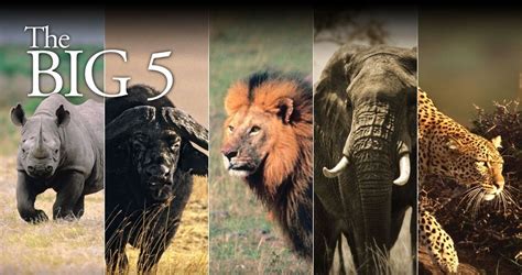 Ten Interesting Facts About The Big Five Eafrica Safari Tours
