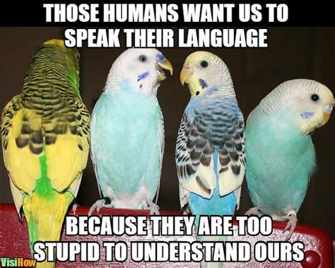 Train Your Parakeet To Talk Funny Parrots Funny Birds Budgies Bird