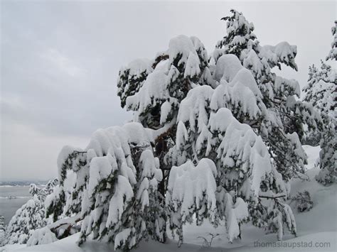 Picture Of Pine Tree Totally Covered In Snow Heavy Snowfalls In