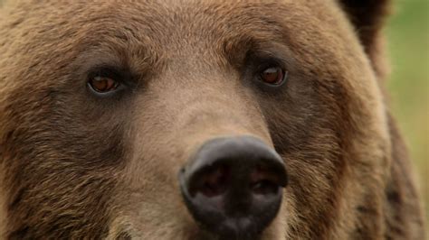 The hotel hershey®, hershey lodge®, and hersheypark camping resort®. Why Fat Grizzly Bears Don't Get Diabetes | SciTech Now