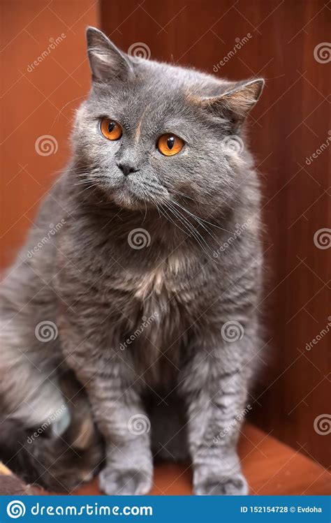 British Cat With Orange Eyes Stock Photo Image Of Grey Animal 152154728