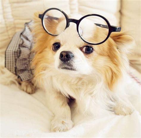 Cute Dog Wearing Glasses So Funny Cute Dogs Cute Animals Dogs