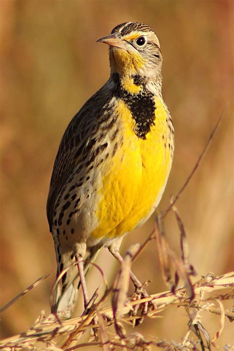 Kansas State Bird Meadowlark Kansas State Bird Beautiful Birds Bird