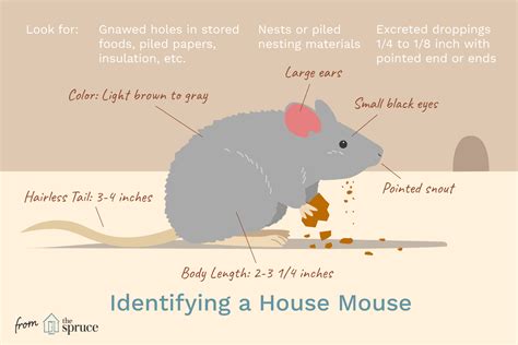 What You Need To Know About The House Mouse