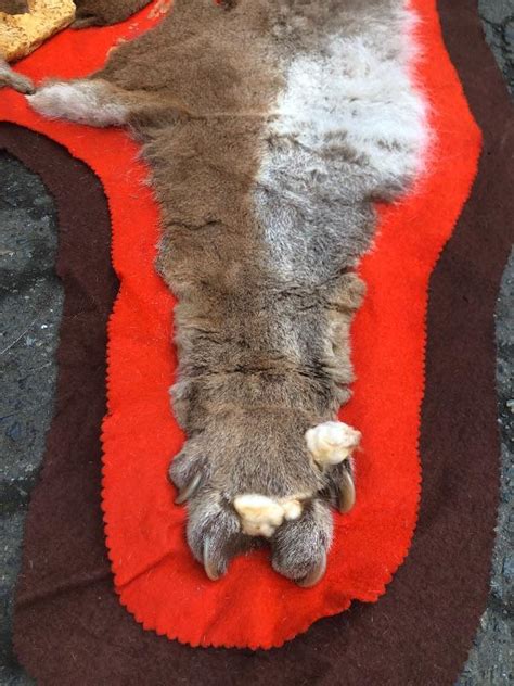 126 Vintage Cougar Pelt Rug On Felt