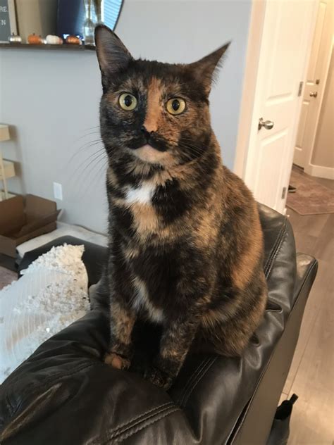 Tortie Kittens For Sale Near Me