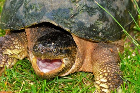 What Do Snapping Turtles Eat What Do Animals Eat Ecology Center