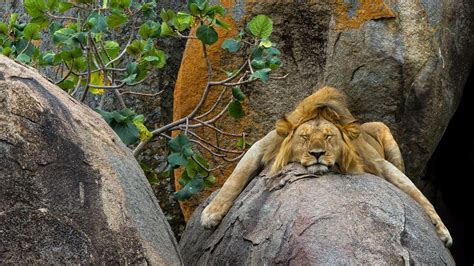 Wallpaper Trees Leaves Animals Rock Nature Sleeping Lion