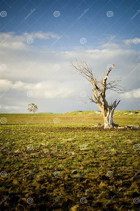 Lifeless Tree Stock Photo Image Of Effects Daylesford 13899226