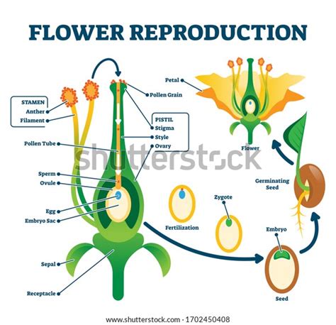 Vektor Stok Flower Reproduction Vector Illustration Labeled Process