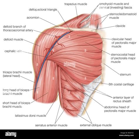 Los músculos del hombro humano así como la vena y arteria