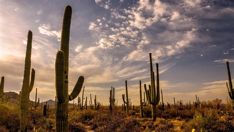Nearly 2 Million Cacti Grow In Arizonas Unique Saguaro National Park