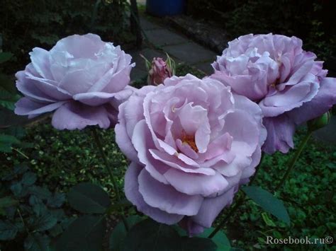 ~hybrid Tea Rose Waltz Time Delbard 1961 Hybridtearoses