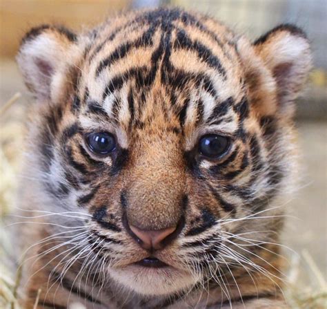 A Tiger Cubs Christmas List Zooborns