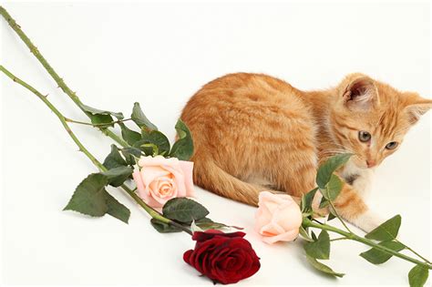 Images Kitty Cat Cat Rose Ginger Color Animals