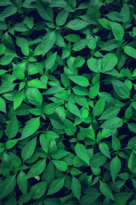 Close Up Photography Of Green Leafed Plant Green Nature Green