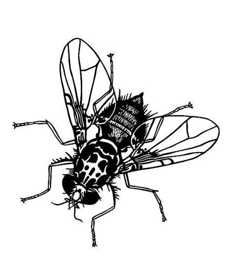 Royalty Free Housefly Clip Art Vector Images And Illustrations Istock