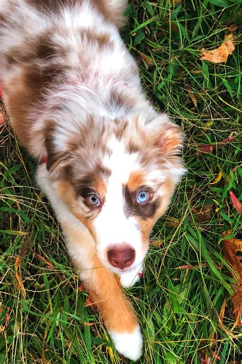 3 Month Old Australian Shepherd