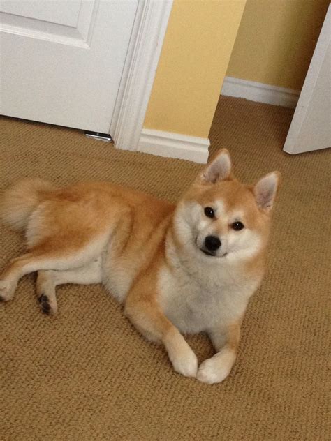 This Is My Shiba Inu Pomerian Mix Puppy Hes Almost 3isnt He Cute