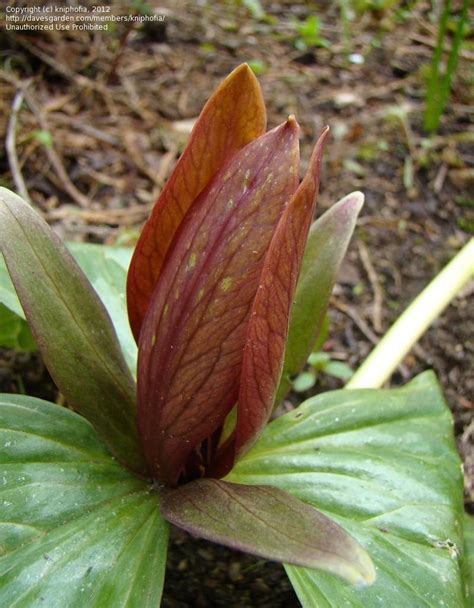 Plantfiles Pictures Trillium Species American Wood Lily Red Trillium