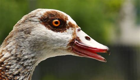 Duck Mouth Open Top Reasons Explained All About Pets
