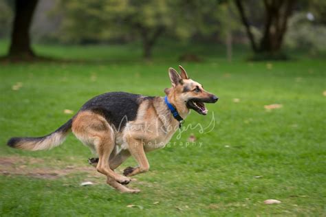 Mark Rogers Stock Photography Sable German Shepherd Running On Grass