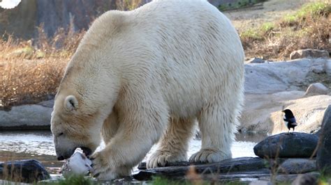 Polar Bears Animals Birds Eating River Bears Wallpapers Hd