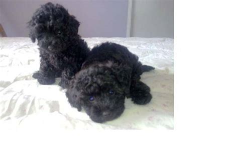 Gorgeous Toy Poodles For Sale Adoption From Queensland Brisbane Metro