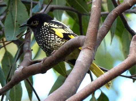 Regent Honeyeaters And Swift Parrots Sighted At Bucketty News Local
