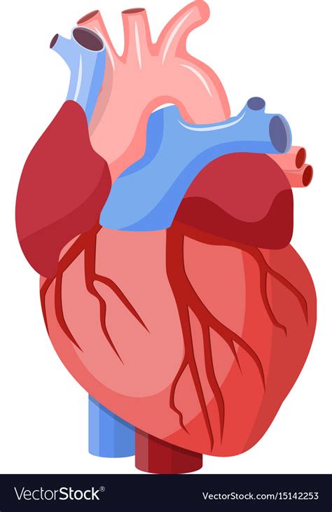 Heart Anatomy Cartoon Anatomy Structure