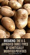 Breaking: The U.S. Approved Three Types of Genetically Modified ...