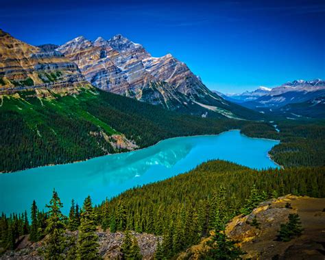 Turquoise Peyto Lake In Banff National Park In Canada At An Altitude Of