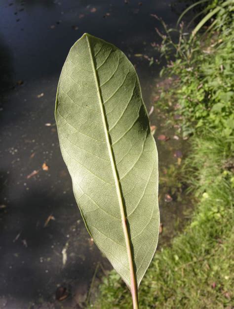 Nyssa Sylvatica Marsh Blackgum