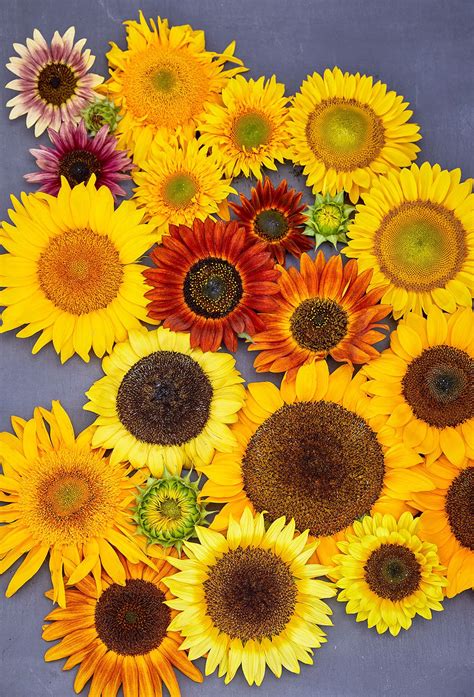 The Ultimate Guide to Growing Super Sunflowers | Growing sunflowers, Planting sunflowers ...