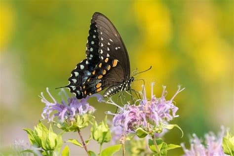 A Side View Of Swallowtail Butterfly Perched On Pink Wildflowers Stock