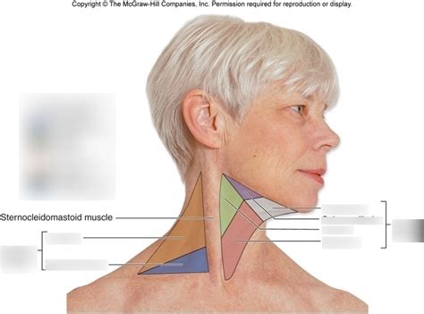 Anterior And Posterior Triangles Of The Neck Diagram Quizlet