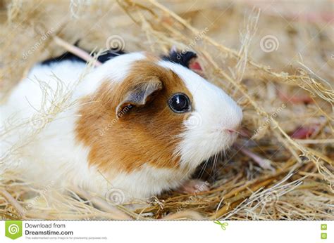 Cute Red And White Guinea Pig Close Up Pet In Its House Stock Image