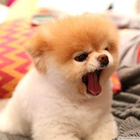 Pomeranian Boo Köpeği Hakkında Bilmeniz Gerekenler Emoji