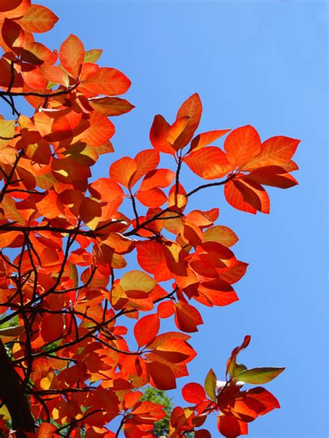 3 Trees To Plant For Spectacular Fall Color North Haven