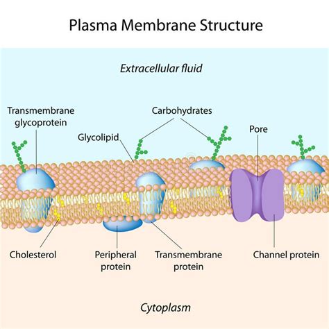 Plasma Membrane Molecular Structure Of Plasma Membrane Eps Ad