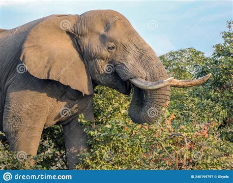 An Elephant With Long Tusks Is Actively Walking Through The Bushes