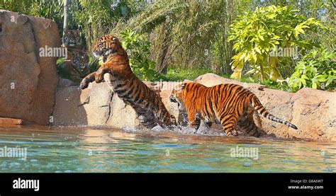 Sumatran Tiger Cubs Chester Zoo Hi Res Stock Photography And Images Alamy