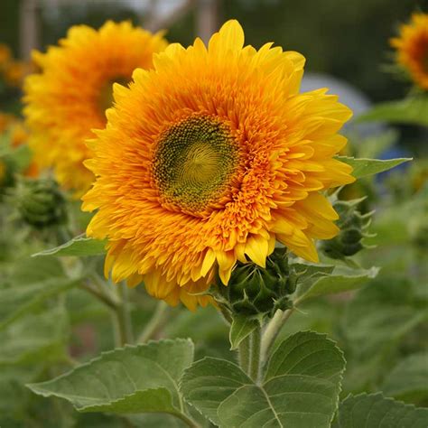 Sunflower Orange Sun Seed Harris Seeds